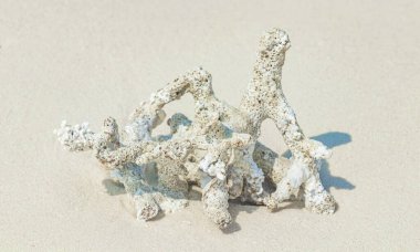 Madivaru 'da mercan ve deniz kabuğu olan beyaz kumsal kumsalı ve Rasdhoo Mercan Adaları' nda Finolhu.