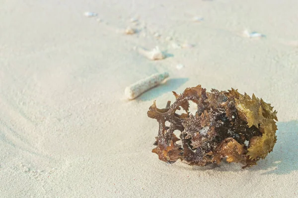 White Beach Sand Corals Shells Madivaru Finolhu Rasdhoo Atoll Maldives — Stock Photo, Image