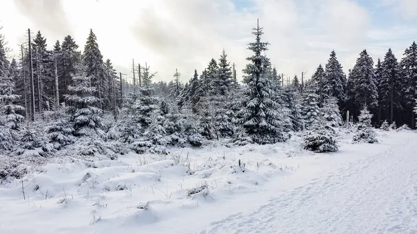 Сніжені Крижаних Ярах Ландшафті Брокенській Горі Горах Гарц Вернігероде Саксонія — стокове фото