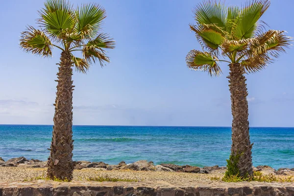 Palmbomen Landschap Strandboulevard Panorama Van Playa Las Americas Van Canarische — Stockfoto