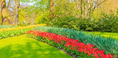 Lisse Güney Hollanda 'daki Keukenhof lale parkında bir sürü renkli lale ve nergis