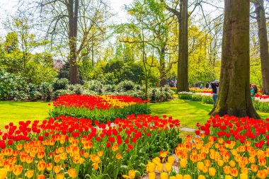 Lisse Hollanda 20 numara. Nisan 2014 Lisse Güney Hollanda 'daki Keukenhof lale parkında birçok renkli lale ve nergisler