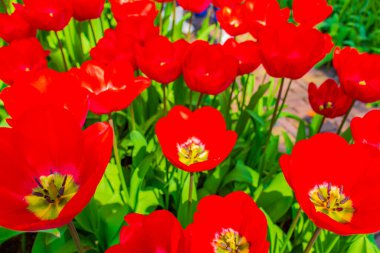 Lisse Güney Hollanda 'daki Keukenhof lale parkında bir sürü renkli lale ve nergis