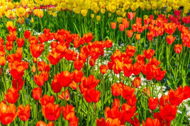 Lisse Güney Hollanda 'daki Keukenhof lale parkında bir sürü renkli lale ve nergis