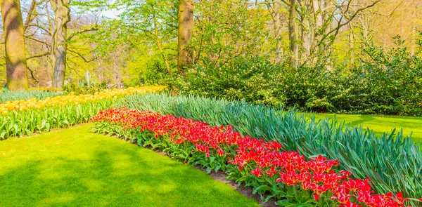 Sok Színes Tulipán Nárciszok Keukenhof Tulipán Park Lisse Dél Hollandia — Stock Fotó