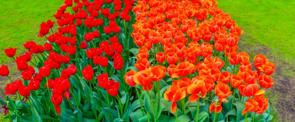Muitas Tulipas Coloridas Narcisos Keukenhof Tulipa Parque Lisse Holanda Sul — Fotografia de Stock