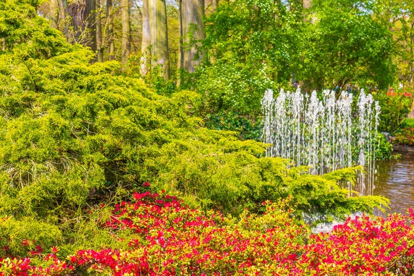 Många Färgglada Tulpaner Och Påskliljor Keukenhof Tulpanpark Lisse South Holland — Stockfoto