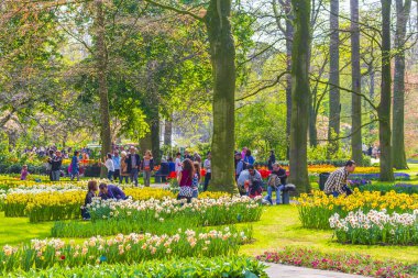 Lisse Hollanda 20 numara. Nisan 2014 Lisse Güney Hollanda 'daki Keukenhof lale parkında birçok renkli lale ve nergisler
