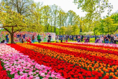 Lisse Hollanda 20 numara. Nisan 2014 Lisse Güney Hollanda 'daki Keukenhof lale parkında birçok renkli lale ve nergisler