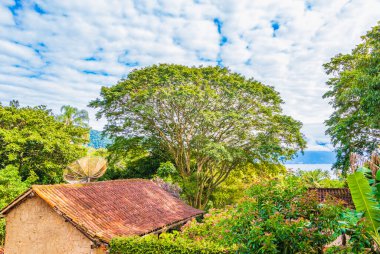 Büyük ağaç tropik ada Ilha Grande Angra dos Reis Rio de Janeiro Brezilya 'da.