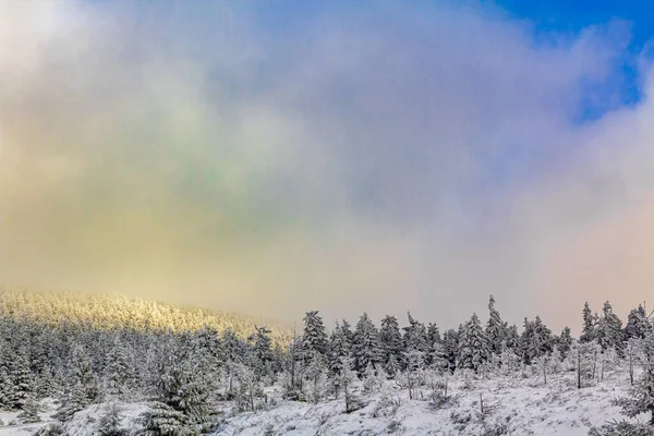 Sol Sobre Nieve Los Abetos Helados Paisaje Montaña Brocken Las — Foto de Stock