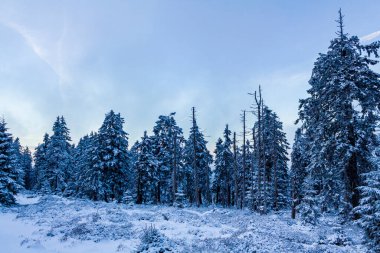 Harz dağlarındaki Brocken Dağı 'ndaki buzlu köknar ağaçlarına kar yağan orman manzarası Wernigerode Saksonya-Anhalt Almanya