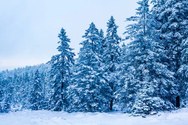 Krajobraz Lasu Nocy Śniegiem Lodowatych Jodłach Brocken Mountain Górach Harz — Zdjęcie stockowe