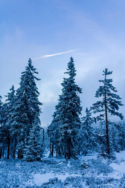 Krajobraz Lasu Nocy Śniegiem Lodowatych Jodłach Brocken Mountain Górach Harz — Zdjęcie stockowe