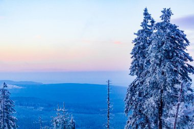 Harz dağlarındaki Brocken Dağı 'ndaki buzlu köknar ağaçlarına kar yağan orman manzarası Wernigerode Saksonya-Anhalt Almanya