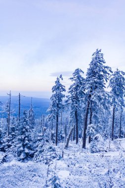 Harz dağlarındaki Brocken Dağı 'ndaki buzlu köknar ağaçlarına kar yağan orman manzarası Wernigerode Saksonya-Anhalt Almanya
