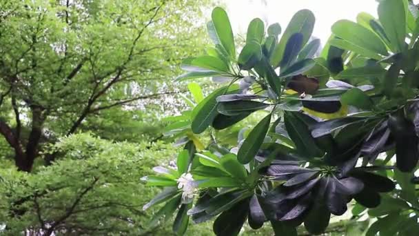 Regen Bomen Planten Tropische Tuin Bangkok Thailand — Stockvideo