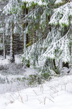 Buzlu köknar ağaçları ve Harz dağlarındaki Brocken Dağı 'nın manzarasına kar yağan Wernigerode Saksonya-Anhalt Almanya