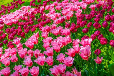 Lisse Güney Hollanda 'daki Keukenhof lale parkında renkli mor ve pembe laleler ve nergisler.