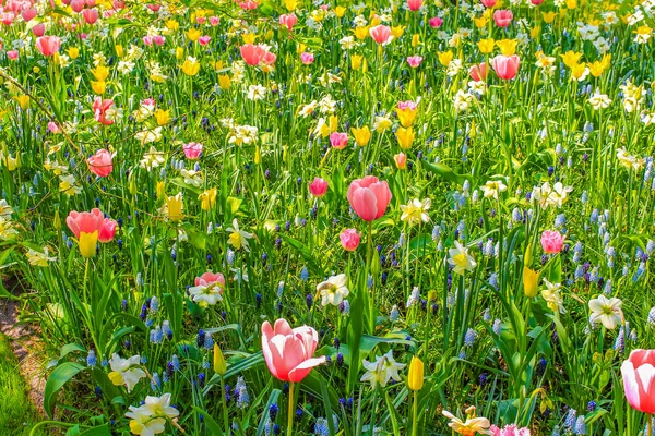 Lisse Güney Hollanda Daki Keukenhof Lale Parkında Mor Pembe Laleler — Stok fotoğraf