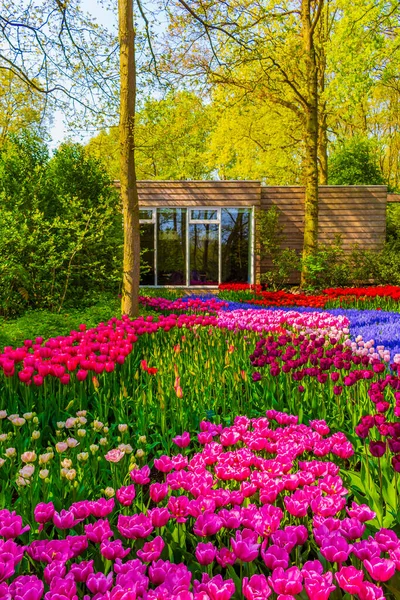 Kleurrijke Paarse Roze Blauwe Tulpen Narcissen Tulpenpark Keukenhof Lisse Zuid — Stockfoto