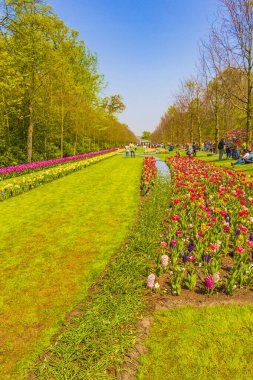 Lisse Güney Hollanda 'daki Keukenhof lale parkında mor, kırmızı ve sarı laleler ve nergisler.