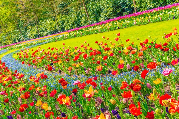 Tulipas Vermelhas Amarelas Roxas Coloridas Roxas Narcisos Keukenhof Tulip Park — Fotografia de Stock