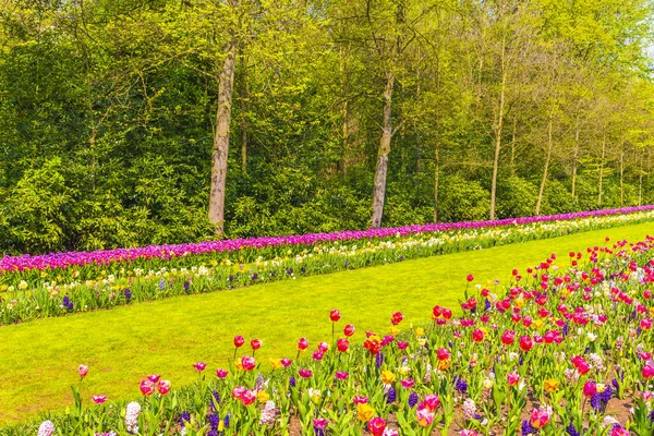 Lisse Güney Hollanda Daki Keukenhof Lale Parkında Mor Kırmızı Sarı — Stok fotoğraf