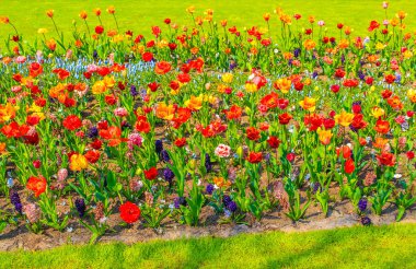 Lisse Güney Hollanda 'daki Keukenhof lale parkında mor, kırmızı ve sarı laleler ve nergisler.