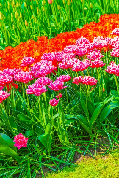 Lisse Güney Hollanda Daki Keukenhof Lale Parkında Mor Kırmızı Sarı — Stok fotoğraf