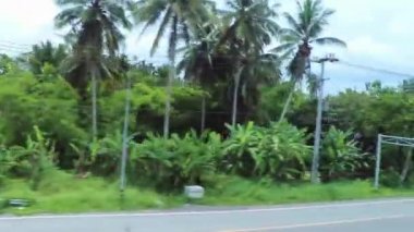 Palmiye ağaçlarıyla orman arasındaki yol Surat Thani Tayland.