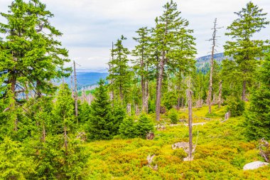 Harz dağlarındaki Brocken Dağı tepesinde köknar ağaçları ve manzara manzarası olan orman Saksonya-Anhalt Almanya