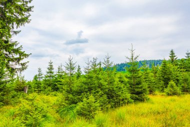 Harz dağlarındaki Brocken Dağı tepesinde köknar ağaçları ve manzara manzaralı orman Saksonya-Anhalt Almanya