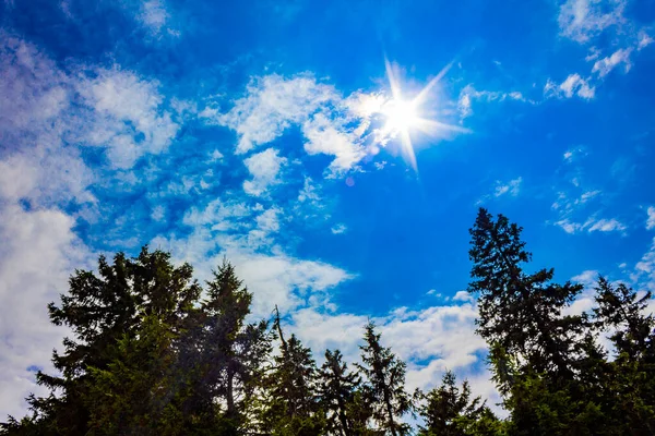 Harz dağlarındaki Brocken Dağı 'ndaki köknar ağaçları ve manzara bulutların üzerinde güneş ışığı Wernigerode Saksonya-Anhalt Almanya