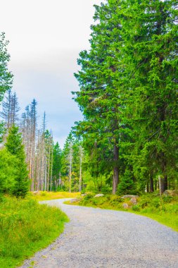 Harz dağlarındaki Brocken Dağı tepesinde köknar ağaçları ve manzara manzarası olan orman Saksonya-Anhalt Almanya