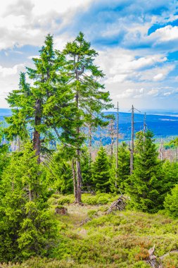 Harz dağlarındaki Brocken Dağı tepesinde köknar ağaçları ve manzara manzarası olan orman Saksonya-Anhalt Almanya