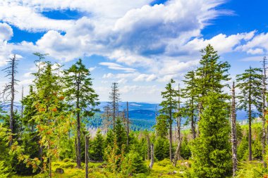 Harz dağlarındaki Brocken Dağı tepesinde köknar ağaçları ve manzara manzarası olan orman Saksonya-Anhalt Almanya