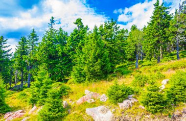Harz dağlarındaki Brocken Dağı tepesinde köknar ağaçları ve manzara manzaralı orman Saksonya-Anhalt Almanya