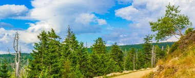 Harz dağlarındaki Brocken Dağı tepesinde köknar ağaçları ve manzara manzarası olan orman Saksonya-Anhalt Almanya