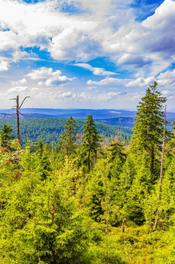 Harz dağlarındaki Brocken Dağı tepesinde köknar ağaçları ve manzara manzarası olan orman Saksonya-Anhalt Almanya
