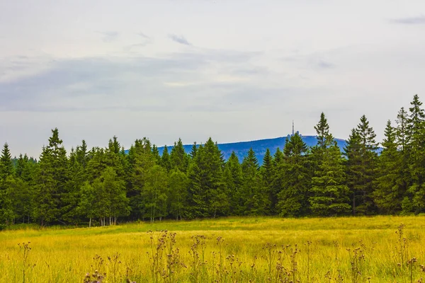 Forêt Avec Sapins Vue Sur Paysage Panorama Sommet Brocken Dans — Photo