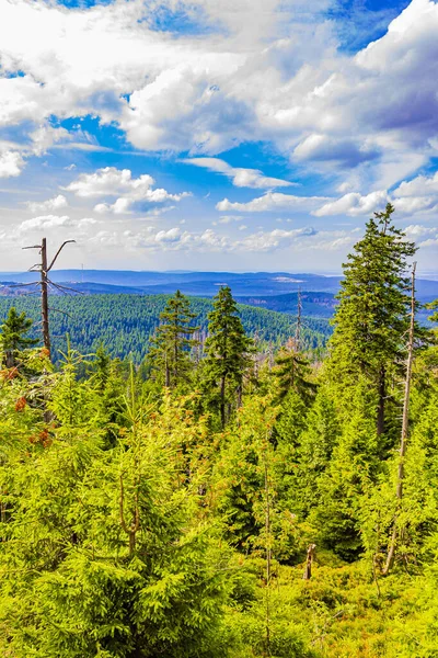 Foresta Con Abeti Morti Panorama Paesaggistico Cima Brocken Montagne Harz — Foto Stock
