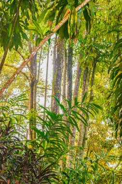 Tayland 'da Koh Samui' de yağmur mevsiminde Tar Nim Şelalesi ve Gizli Sihir Bahçesi 'nde muson yağmurlarıyla dolu bir orman.