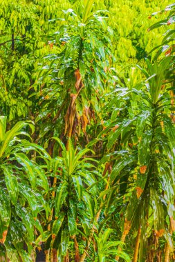 Tayland 'da Koh Samui' de yağmur mevsiminde Tar Nim Şelalesi ve Gizli Sihir Bahçesi 'nde muson yağmurlarıyla dolu bir orman.