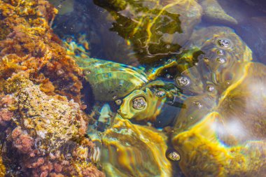 Yunanistan 'ın Kos Adası' ndaki kıyı manzaralarında deniz kestanesi ve mercanlar sular altında.