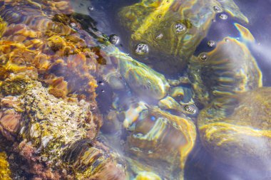 Yunanistan 'ın Kos Adası' ndaki kıyı manzaralarında deniz kestanesi ve mercanlar sular altında.