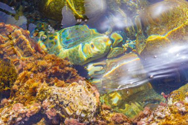 Yunanistan 'ın Kos Adası' ndaki kıyı manzaralarında deniz kestanesi ve mercanlar sular altında.