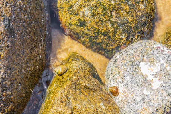 Морські Слимаки Скелях Валунах Прибережних Водах Узбережжя Острова Кос Греція — стокове фото