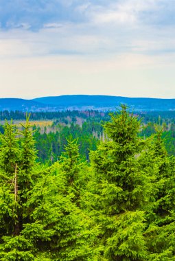 Harz dağlarındaki Brocken Dağı tepesinde köknar ağaçları ve manzara manzarası olan orman Saksonya-Anhalt Almanya.