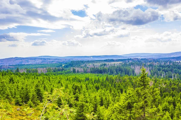 Harz dağlarındaki Brocken Dağı tepesinde köknar ağaçları ve manzara manzarası olan orman Saksonya-Anhalt Almanya.